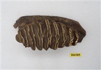 藏品(象牙齒化石)的圖片